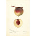 Prunus persica Rodgers - Deborah Griscom Passmore — artwork view