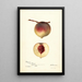 Prunus persica Rodgers - Deborah Griscom Passmore — framed artwork on a wall