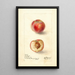 Prunus persica Sea Eagle - Deborah Griscom Passmore — framed artwork on a wall