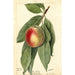 Prunus persica Sneed - Deborah Griscom Passmore — artwork view