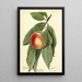 Prunus persica Sneed - Deborah Griscom Passmore — framed artwork on a wall