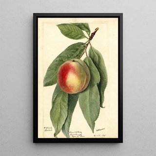 Prunus persica Sneed - Deborah Griscom Passmore — framed artwork on a wall