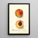 Reproduction of the painting Prunus persica Worthen - Deborah Griscom Passmore