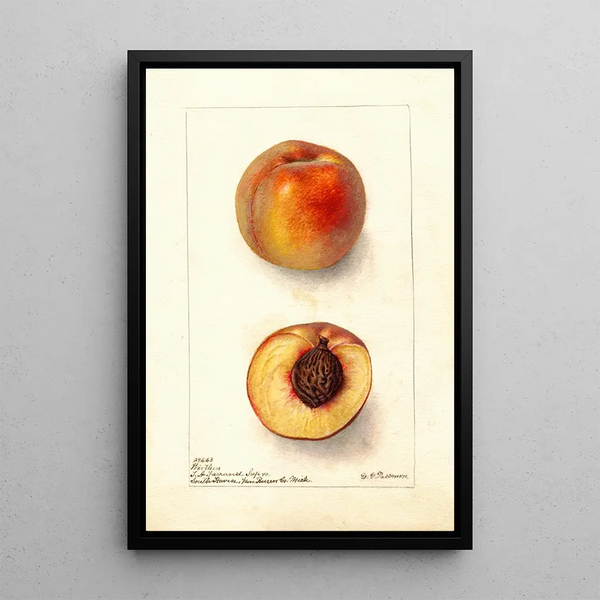Reproduction of the painting Prunus persica Worthen - Deborah Griscom Passmore