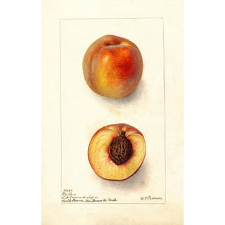Reproduction of the painting Prunus persica Worthen - Deborah Griscom Passmore