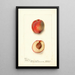 Reproduction of the painting Prunus persica Yum Yum - Deborah Griscom Passmore