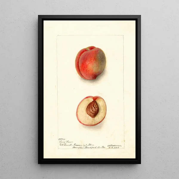 Reproduction of the painting Prunus persica Yum Yum - Deborah Griscom Passmore