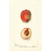 Reproduction of the painting Prunus persica Yum Yum - Deborah Griscom Passmore