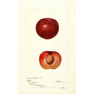 Prunus simonii - Deborah Griscom Passmore — artwork view