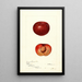 Prunus simonii - Deborah Griscom Passmore — framed artwork on a wall