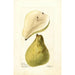 Pyrus communis Tree Curve - Deborah Griscom Passmore — artwork view