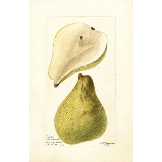 Pyrus communis Tree Curve - Deborah Griscom Passmore — artwork view