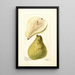 Pyrus communis Tree Curve - Deborah Griscom Passmore — framed artwork on a wall
