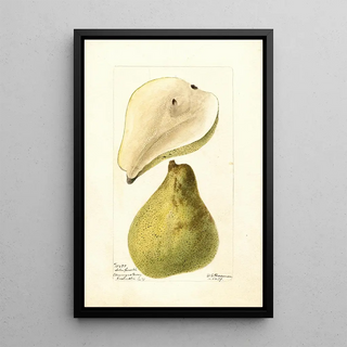 Pyrus communis Tree Curve - Deborah Griscom Passmore — framed artwork on a wall