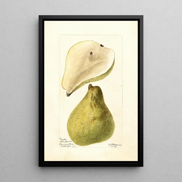 Pyrus communis Tree Curve - Deborah Griscom Passmore — framed artwork on a wall