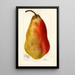 Reproduction of the painting Pyrus communis Belle Angevine - Deborah Griscom Passmore