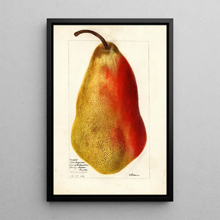 Reproduction of the painting Pyrus communis Belle Angevine - Deborah Griscom Passmore