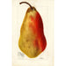 Reproduction of the painting Pyrus communis Belle Angevine - Deborah Griscom Passmore