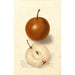 Reproduction of the painting Pyrus communis Canners Japan - Deborah Griscom Passmore