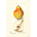 Pyrus communis Dorsett - Deborah Griscom Passmore — artwork view