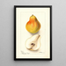 Pyrus communis Dorsett - Deborah Griscom Passmore — framed artwork on a wall