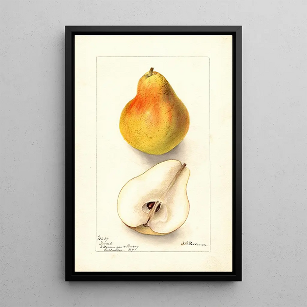 Pyrus communis Dorsett - Deborah Griscom Passmore — framed artwork on a wall