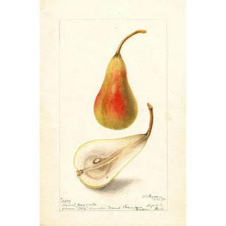 Pyrus communis Jargonelle française - Deborah Griscom Passmore — artwork view