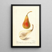 Pyrus communis Jargonelle française - Deborah Griscom Passmore — framed artwork on a wall