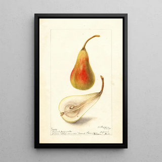 Pyrus communis Jargonelle française - Deborah Griscom Passmore — framed artwork on a wall