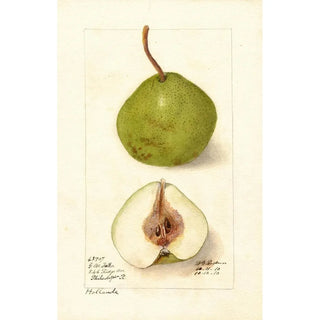 Pyrus communis Hollande - Deborah Griscom Passmore — artwork view