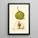 Pyrus communis Hollande - Deborah Griscom Passmore — framed artwork on a wall