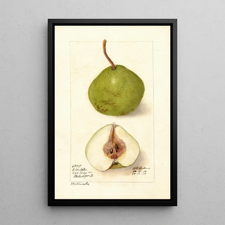 Pyrus communis Hollande - Deborah Griscom Passmore — framed artwork on a wall