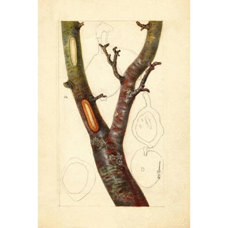 Pyrus communis Howell - Deborah Griscom Passmore — artwork view