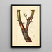 Pyrus communis Howell - Deborah Griscom Passmore — framed artwork on a wall