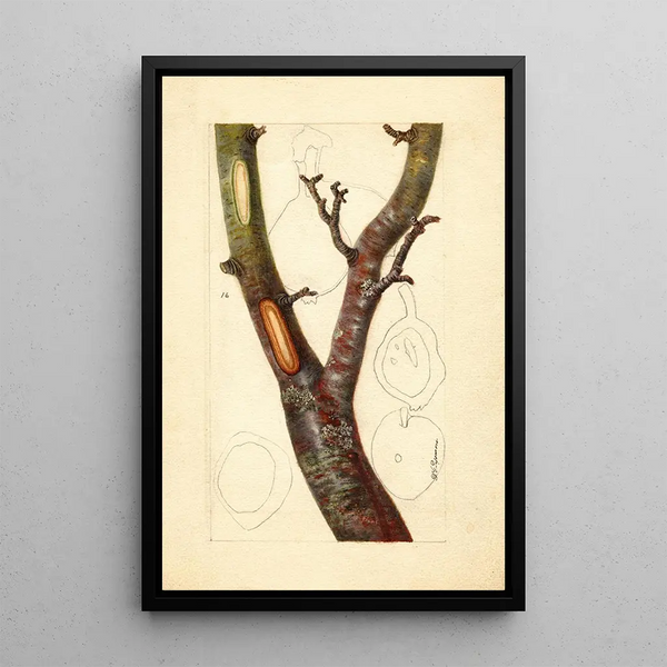 Pyrus communis Howell - Deborah Griscom Passmore — framed artwork on a wall
