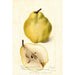 Pyrus communis Johnsons Nameless Winter - Deborah Griscom Passmore — artwork view