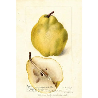 Pyrus communis Johnsons Nameless Winter - Deborah Griscom Passmore — artwork view