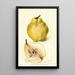 Pyrus communis Johnsons Nameless Winter - Deborah Griscom Passmore — framed artwork on a wall