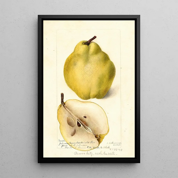 Pyrus communis Johnsons Nameless Winter - Deborah Griscom Passmore — framed artwork on a wall