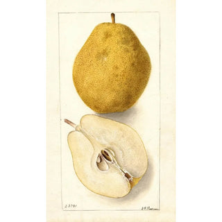 Pyrus communis Kieffer - Deborah Griscom Passmore — artwork view