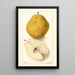 Pyrus communis Kieffer - Deborah Griscom Passmore — framed artwork on a wall