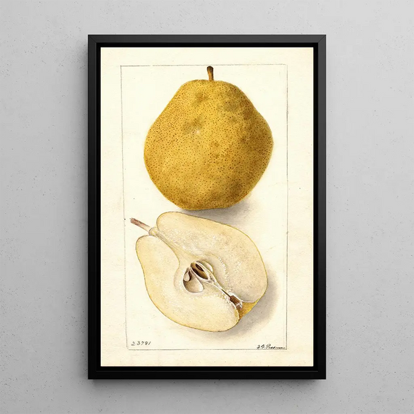 Pyrus communis Kieffer - Deborah Griscom Passmore — framed artwork on a wall