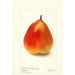 Pyrus communis König Karl von Wurtemberg - Deborah Griscom Passmore — artwork view
