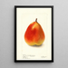 Pyrus communis König Karl von Wurtemberg - Deborah Griscom Passmore — framed artwork on a wall
