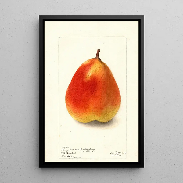 Pyrus communis König Karl von Wurtemberg - Deborah Griscom Passmore — framed artwork on a wall
