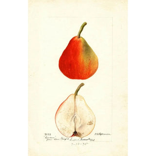 Pyrus communis Lawson - Deborah Griscom Passmore — artwork view