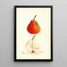 Pyrus communis Lawson - Deborah Griscom Passmore — framed artwork on a wall