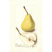 Pyrus communis Madame Treyve - Deborah Griscom Passmore — artwork view