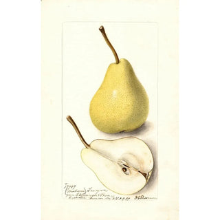 Pyrus communis Madame Treyve - Deborah Griscom Passmore — artwork view