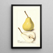 Pyrus communis Madame Treyve - Deborah Griscom Passmore — framed artwork on a wall